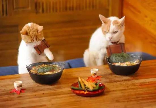 你以为喵星人只会宅在家吗?其实它们比你还浪