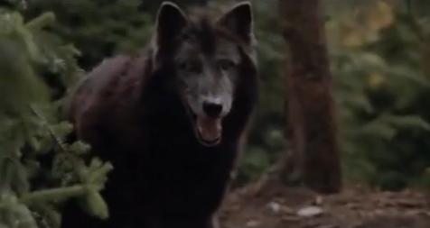 英国为什么叫腐国?-叽叽姬_七匣子