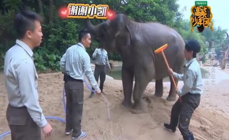 高能少年团： 王俊凯为大象洗澡还自学大象语