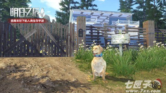 温驯的拉布拉多犬