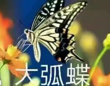 大弧蝶是什么梗