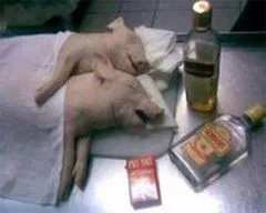 两只猪喝醉表情包